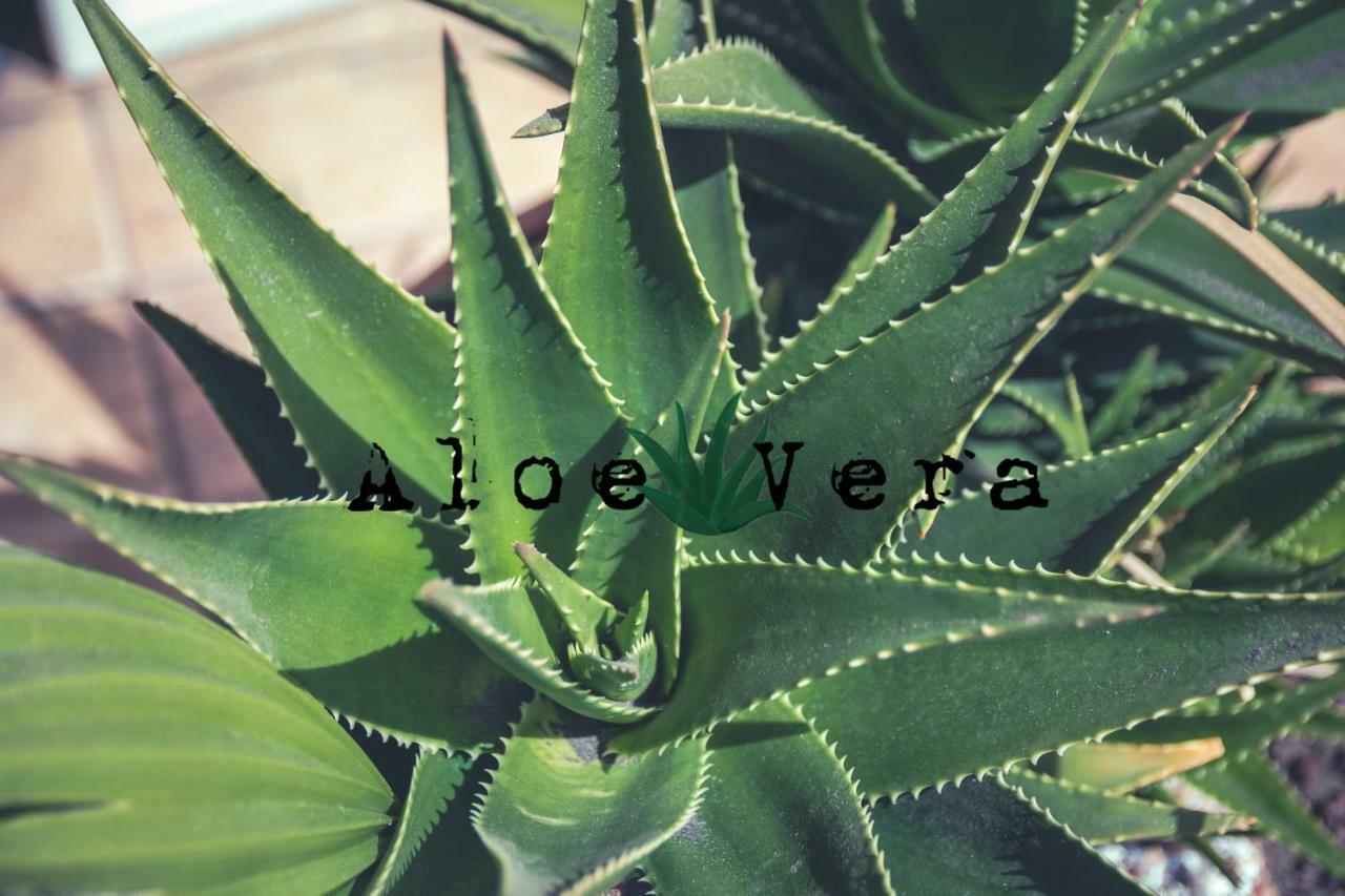 Aloe Vera Shared House El Médano Zewnętrze zdjęcie